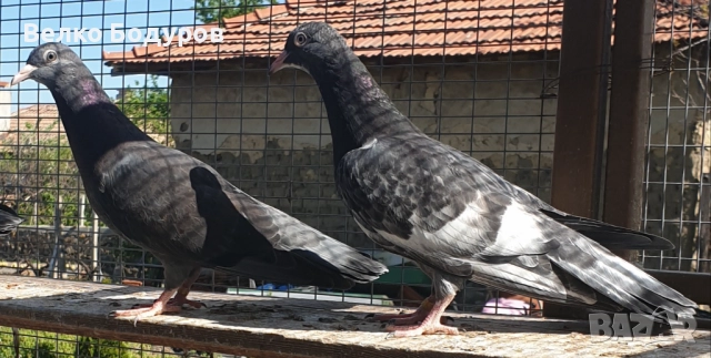 Пазарджишки високо летци. 