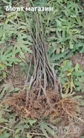 Смокиня - Мичуринска , снимка 8 - Градински цветя и растения - 53626800