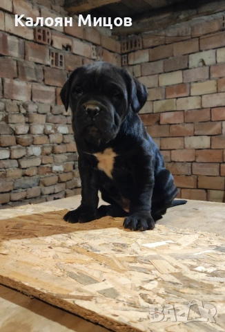 Кане Корсо Puppy