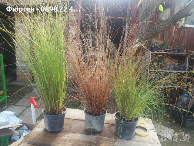 Карекс - Декоративна трева, снимка 9 - Градински цветя и растения - 40887333