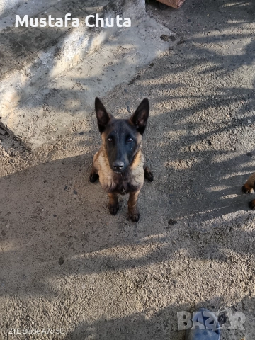 Prodavam belgiska ovcarka na 5  meseca, снимка 2 - Белгийска овчарка - 52628965