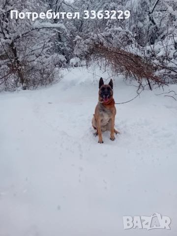 Продавам белгийски овчарки , снимка 6 - Белгийска овчарка - 53787310