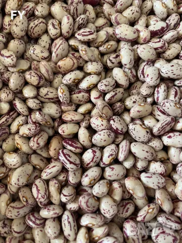 Родопски Шарен Боб , снимка 2 - Други - 49485702