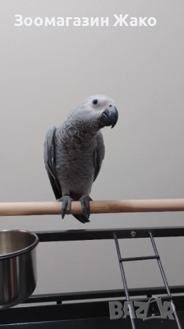 Папагал Кралско Жако, снимка 2 - Папагали - 52519882