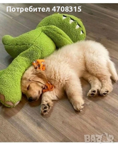 Голдън ретривър игриво момченце, снимка 3 - Голдън ретривър - 53630714