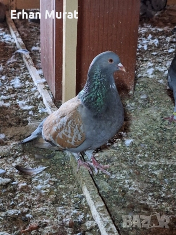 dekorativni gılıbi razlicni vidove, снимка 8 - други­ - 52557404