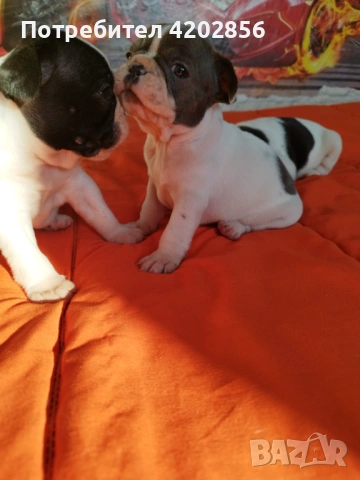 Френски булдог бебета , снимка 2 - Френски булдог - 53084133