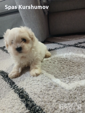 Продавам малтийска болонка