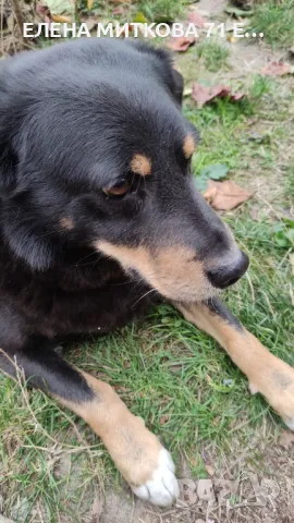 Подарявам уникално куче, снимка 10 - Други - 22184631