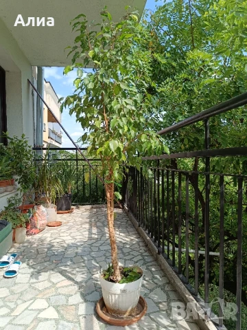 Фикус бенджамин 170см, драцена 120см, снимка 6 - Градински цветя и растения - 34362136