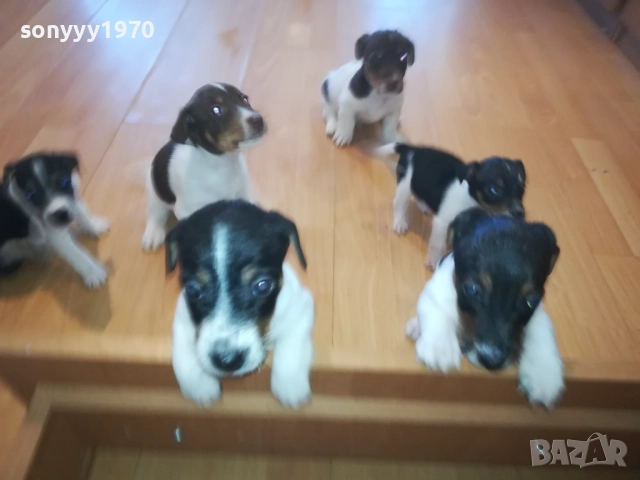 ДЖАК РЪСЕЛ-КУТРЕТА 2209251141, снимка 4 - Джак ръсел териер - 51793138