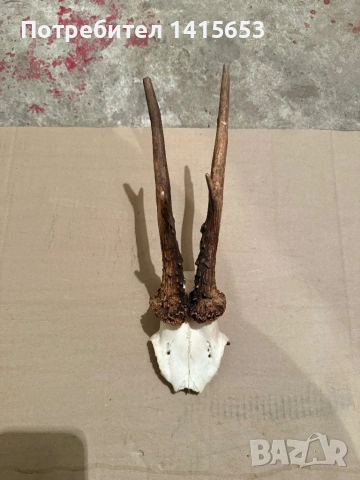 Продавам трофей от сръндак