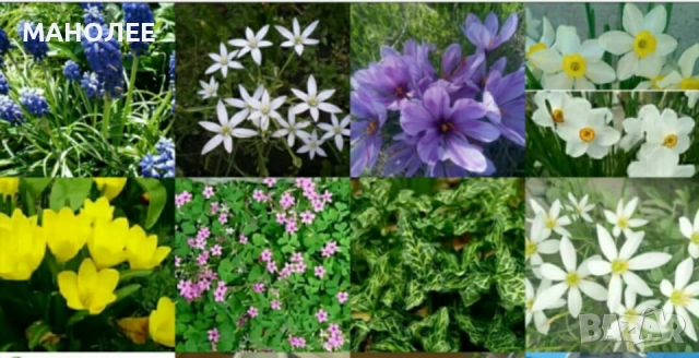 Луковици от 8 вида студоустойчиви цветя - 24 НЕЗАСАДЕНИ ЛУКОВИЦИ В ЕДИН ПАКЕТ / по 3 луковици от 8-т