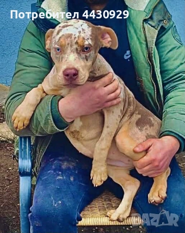 Американско Були XL, снимка 6 - Американски стафордширски териер - 53671438