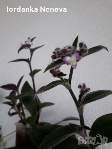 Традесканция, снимка 2 - Стайни растения - 35597171