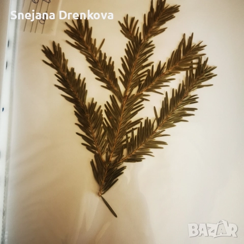 Систематичен хербарий, снимка 2 - Ученически пособия, канцеларски материали - 51890096