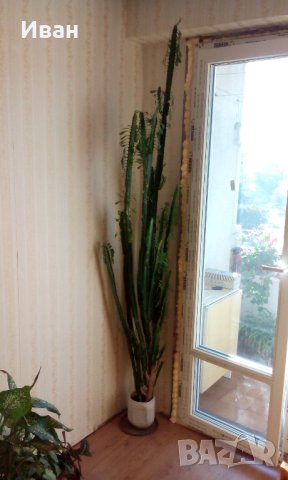 Африканско млечно дърво, катедрален кактус, абисинска еуфория (Euphorbia trigona) - само по телефон!