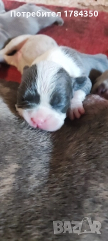 Френски булдог Мерле КОЛЕДНИ , снимка 3 - Френски булдог - 52493975