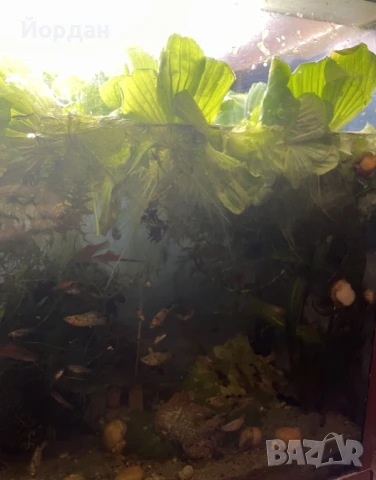 молинезии, водорасли, снимка 4 - Рибки - 51158385