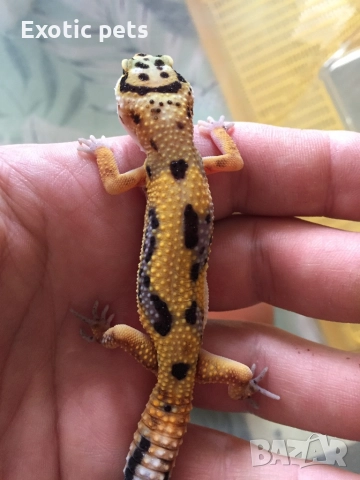 Леопардов гекон, , снимка 7 - Гекон - 52913924