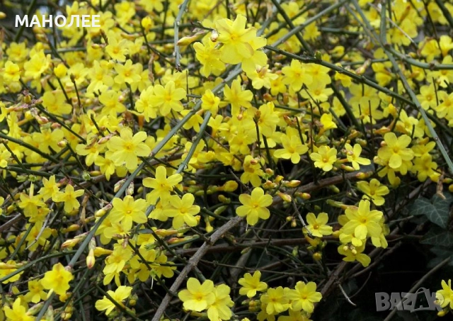 Зимен  жасмин