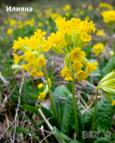 Левурда,Самардала,Иглика,Коприва,Лапад,Розмарин,Песто от Коприва,Песто от Левурда, снимка 3 - Разсади - 44957834