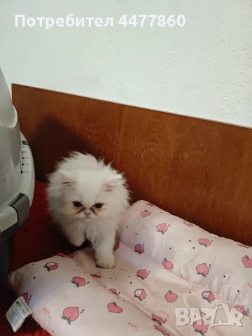 Продавам персийски котенца , снимка 3 - Други - 52679395