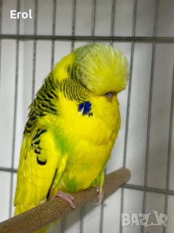 Разпродавам папагали