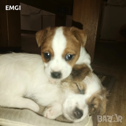 ДЖАК РЪСЕЛ ТЕРИЕР ТВЪРДОКОСМЕСТ РОДОСЛОВНИ РОДИТЕЛИ , снимка 2 - Джак ръсел териер - 53238113