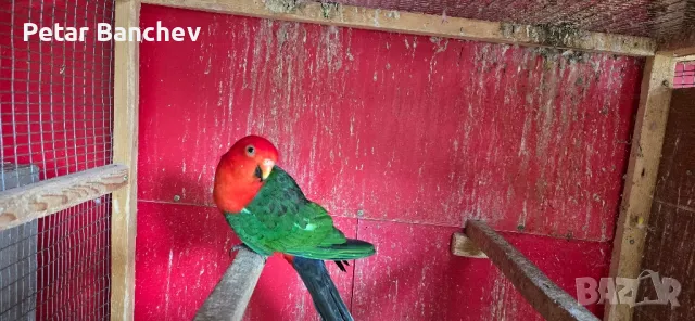 кралски папагал, снимка 3 - Папагали - 50240672