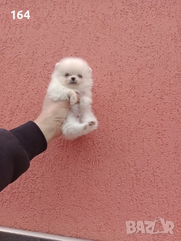 Померан. Мини момченце. Реални снимки от 23.12.25 г., снимка 3 - Померан - 52887508