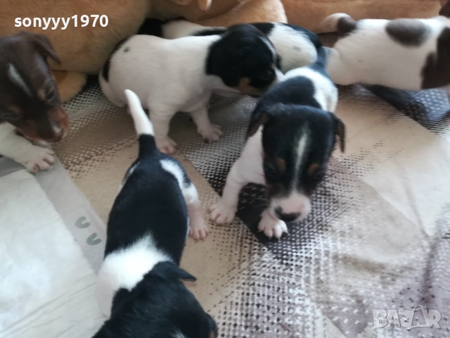 ДЖАК РЪСЕЛ-250ЛВ ЗА КУТРЕ 2409251049, снимка 18 - Джак ръсел териер - 51817566