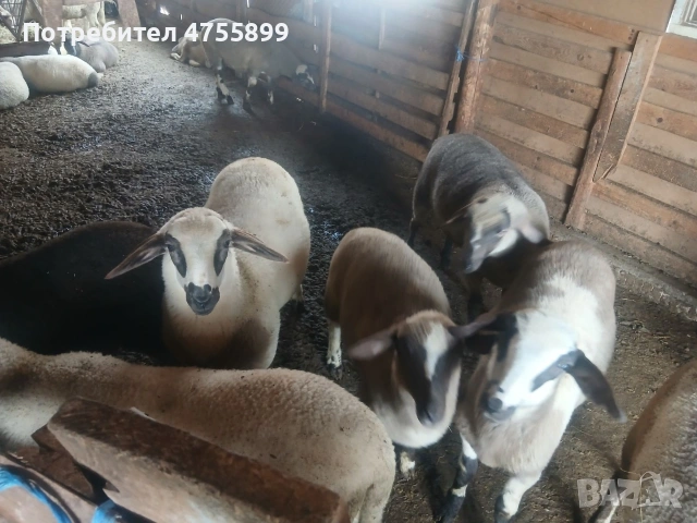 Продавам бременни овце , снимка 13 - Овце - 53721374