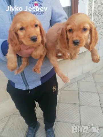 Кокер шпаньол , снимка 1