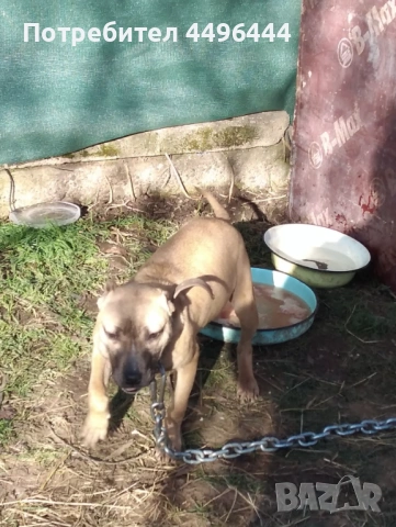  родословно питбулче 8месеца, снимка 5 - Питбул - 53084414