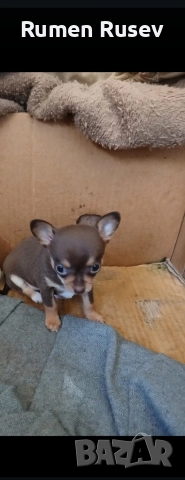 Продавам Чихуахуа женско 