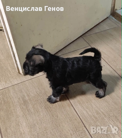 Цверг шнауцер, цвергшнауцер мини шнауцер, снимка 3 - Други - 53054533