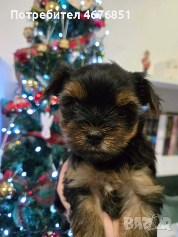 Йоркширски териер -Йорки