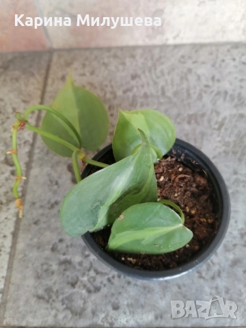 Продавам различни цветя, снимка 9 - Стайни растения - 19367768