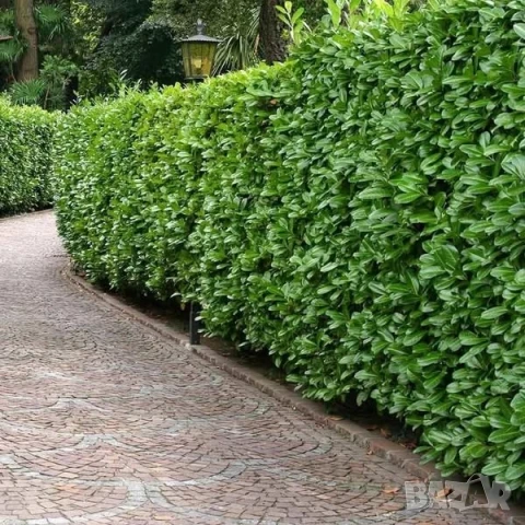 Лавровишна Новита, снимка 4 - Градински цветя и растения - 50996443