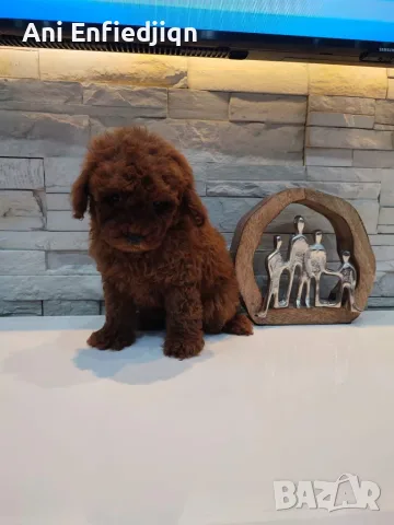 Пудел Той/Poodle Toy, снимка 2 - Пудели - 56294986