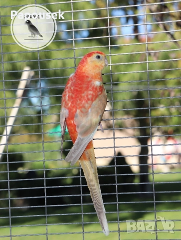 ПОЙНИ ПАПАГАЛИ , снимка 6 - Папагали - 52979206