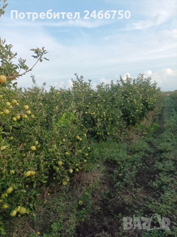 Продавам ябълкова градина, снимка 13 - Земеделска земя - 42316614