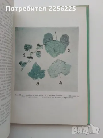 "Болести и неприятели по зеленчуковите култури", снимка 5 - Специализирана литература - 47384336