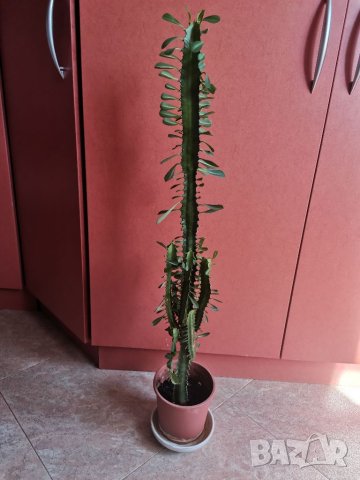 Еуфорбия Тригона