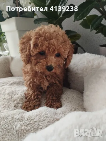 Poodle toy -мини пудел