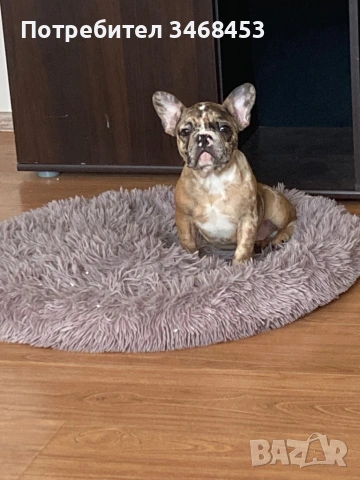 Френски булдог мъжко