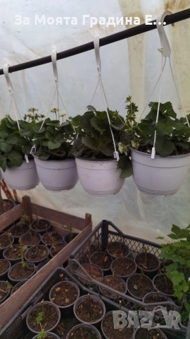 Каскадна ягода , снимка 3 - Градински цветя и растения - 53623744