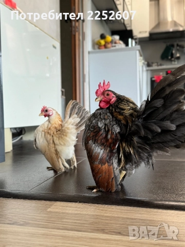 Серама Малайзийска 