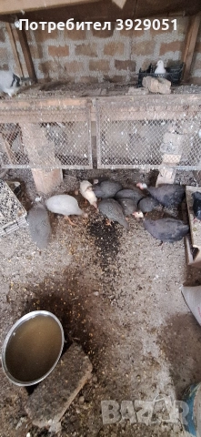 Продавам токачки млади , снимка 3 - Кокошки и пуйки - 53069513